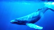 Asha de Vos: Why are blue whales so enormous? 