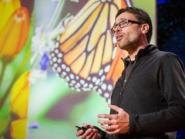 Jaap de Roode : How butterflies self-medicate