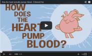 How the heart actually pumps blood